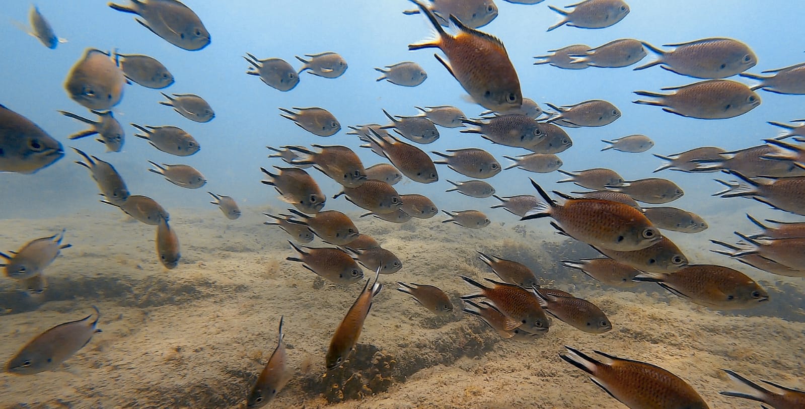 Buceo y Snorkel Fuerteventura